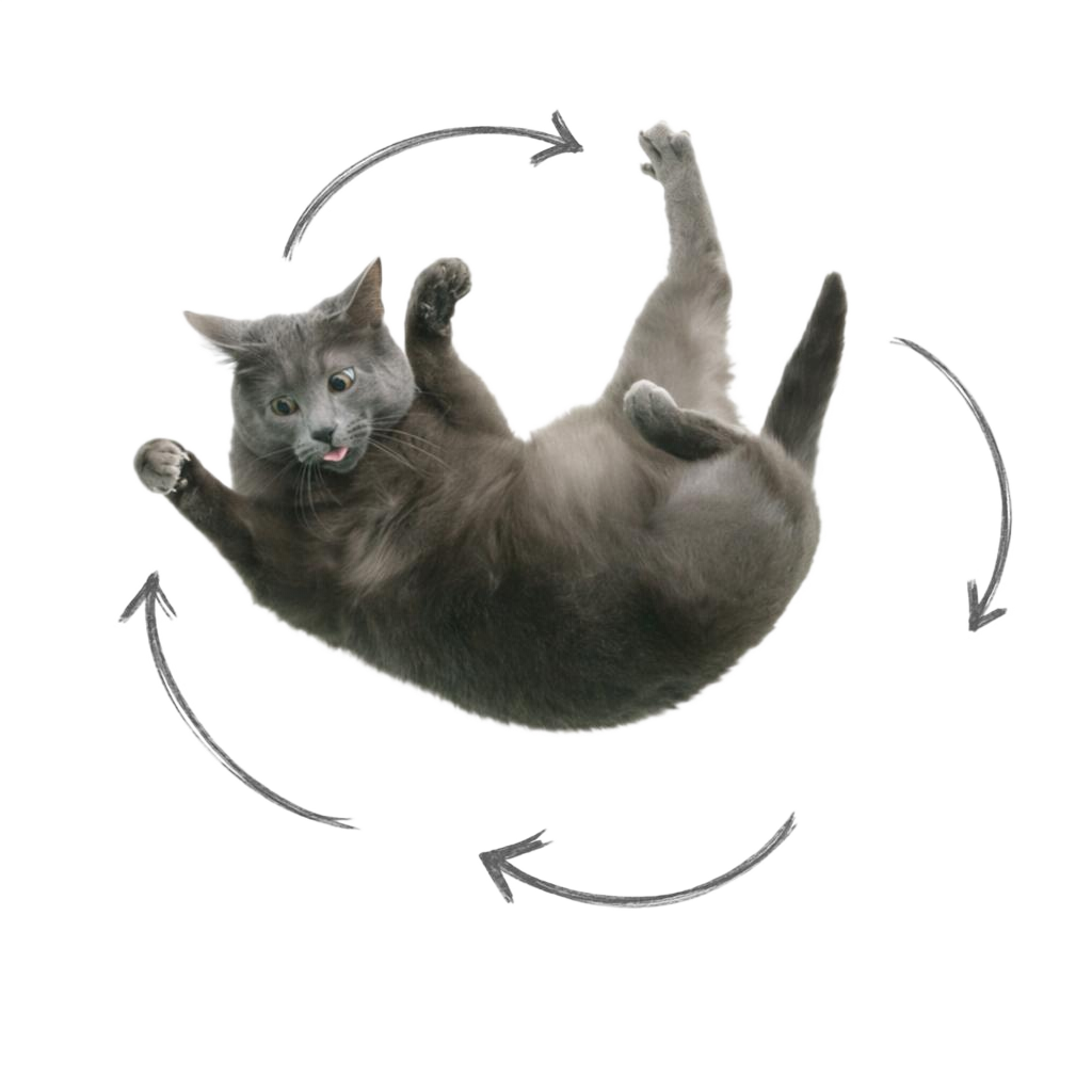 A grey cat mid-air, twisting to land on its feet